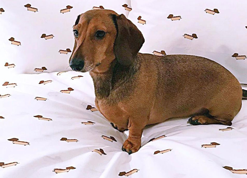 Urban Outfitters has released a sausage dog doona cover